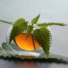 فواید چای گزنه برای سلامتی
